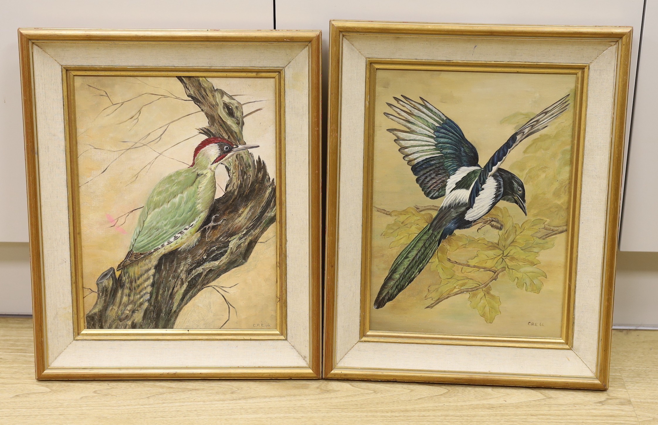 C.R.E. pair of oils on board, Studies of a Green Woodpecker and a Magpie, initialled and dated '66, 38 x 28cm
